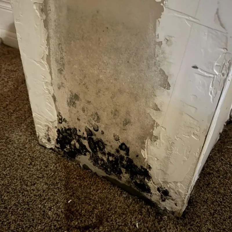 Professional Mold Removal in Visalia, CA